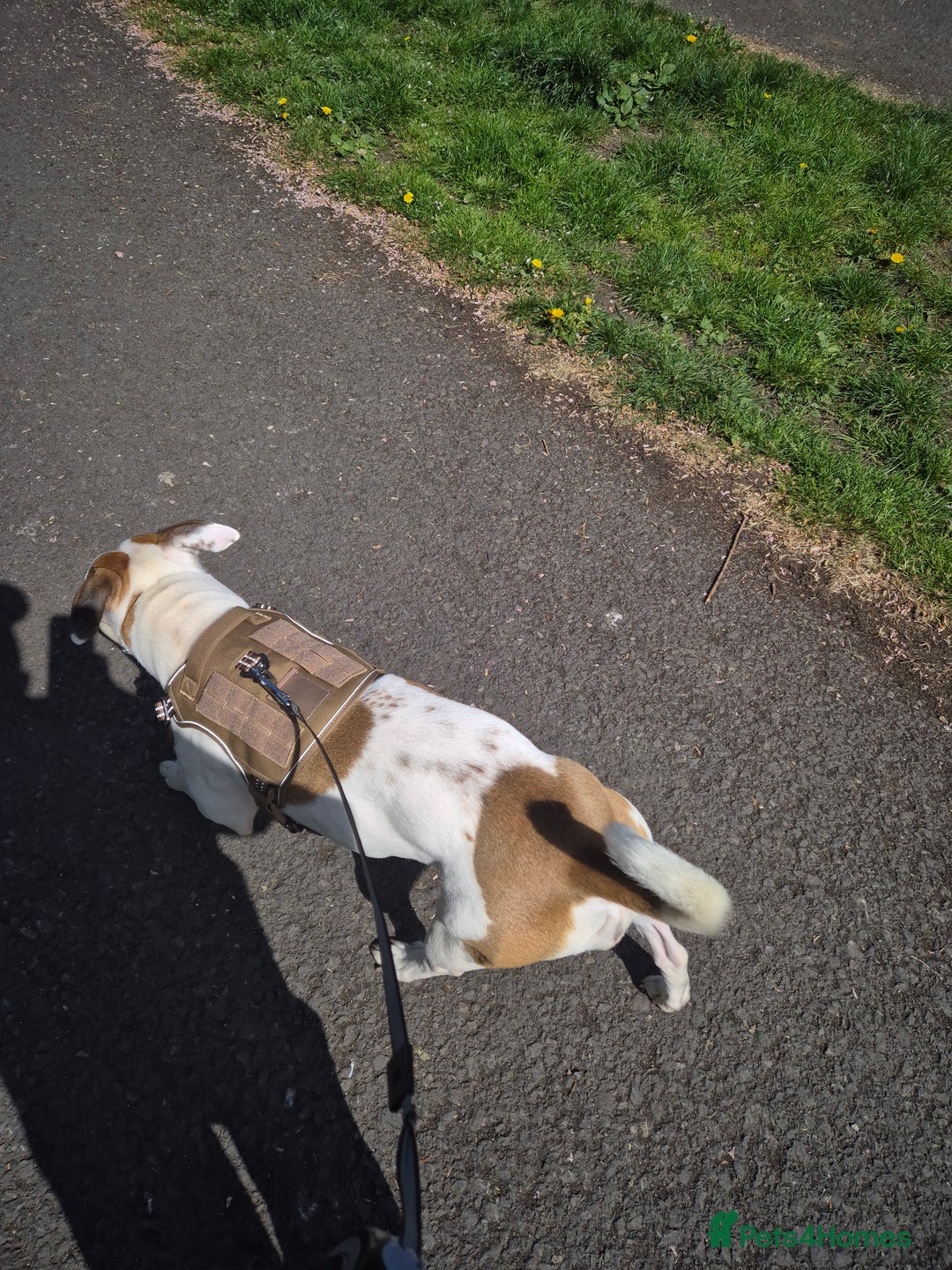 Mixed Breed dogs for sale: Needs a good home - Image 2