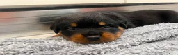 Rottweiler dogs for sale: KC Registered Rottweiler Puppies - Advert 32