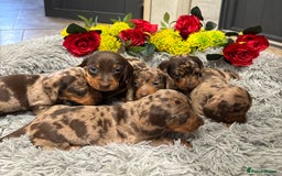 Miniature Dachshund dogs for sale: ❤️ Beautiful Dapple Miniature Dachshund babies ❤️ - Image 1
