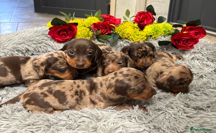 Miniature Dachshund dogs - Advert 2