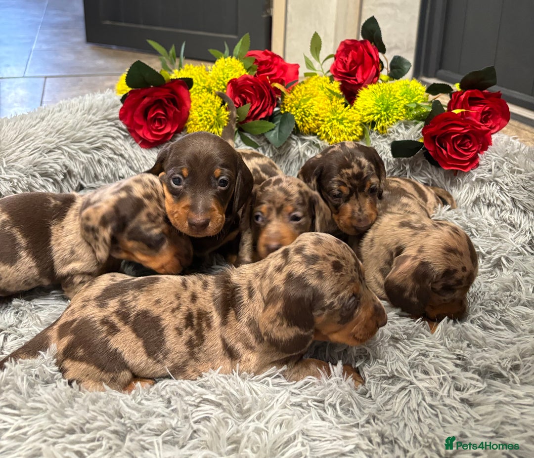 Miniature Dachshund dogs for sale: ❤️ Beautiful Dapple Miniature Dachshund babies ❤️ - Image 1