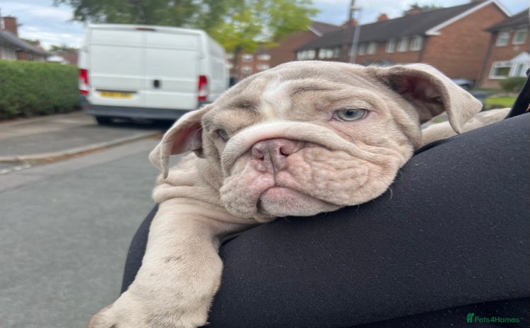 English Bulldog dogs - Advert 3