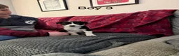 Border Collie dogs for sale: Border collie  - Advert 13