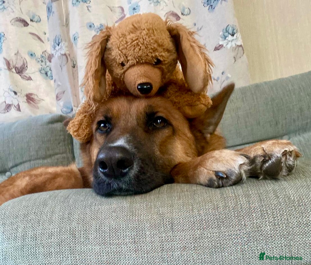 Mixed Breed dogs for sale: GSD x Lab  - Image 4