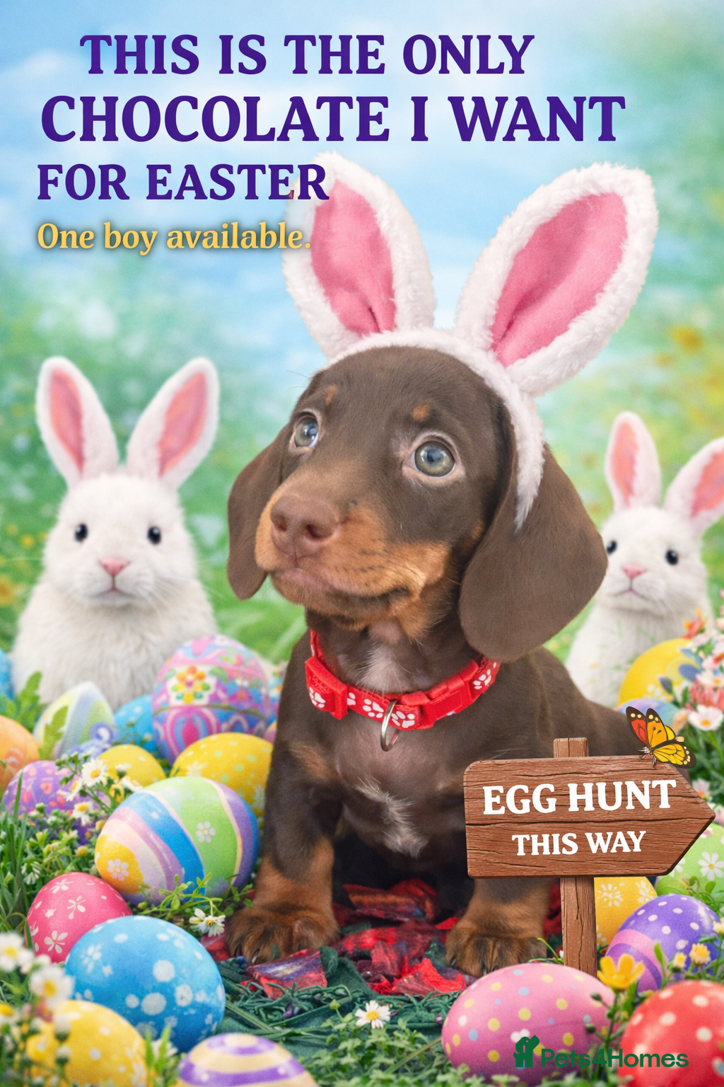 Miniature Dachshund dogs Last boy reduced as ready to go  - Advert 1