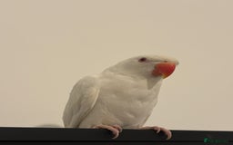Ringnecks birds for sale: White Indian ring neck tame - Image 3