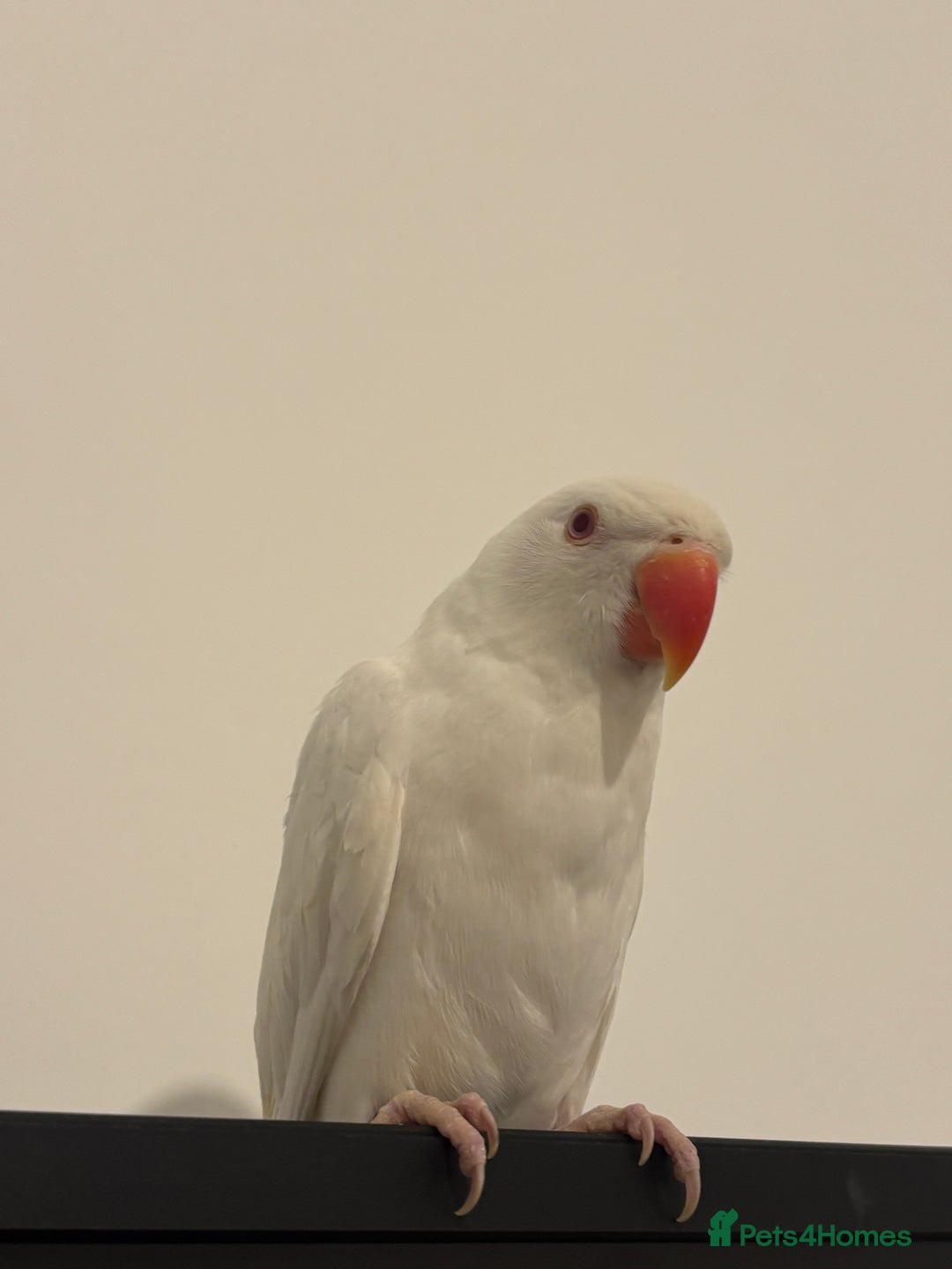 Ringnecks birds for sale: White Indian ring neck tame - Image 3