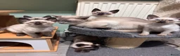 Siamese cats for sale: 6 affectionate traditional Siamese kittens ready - Advert 1