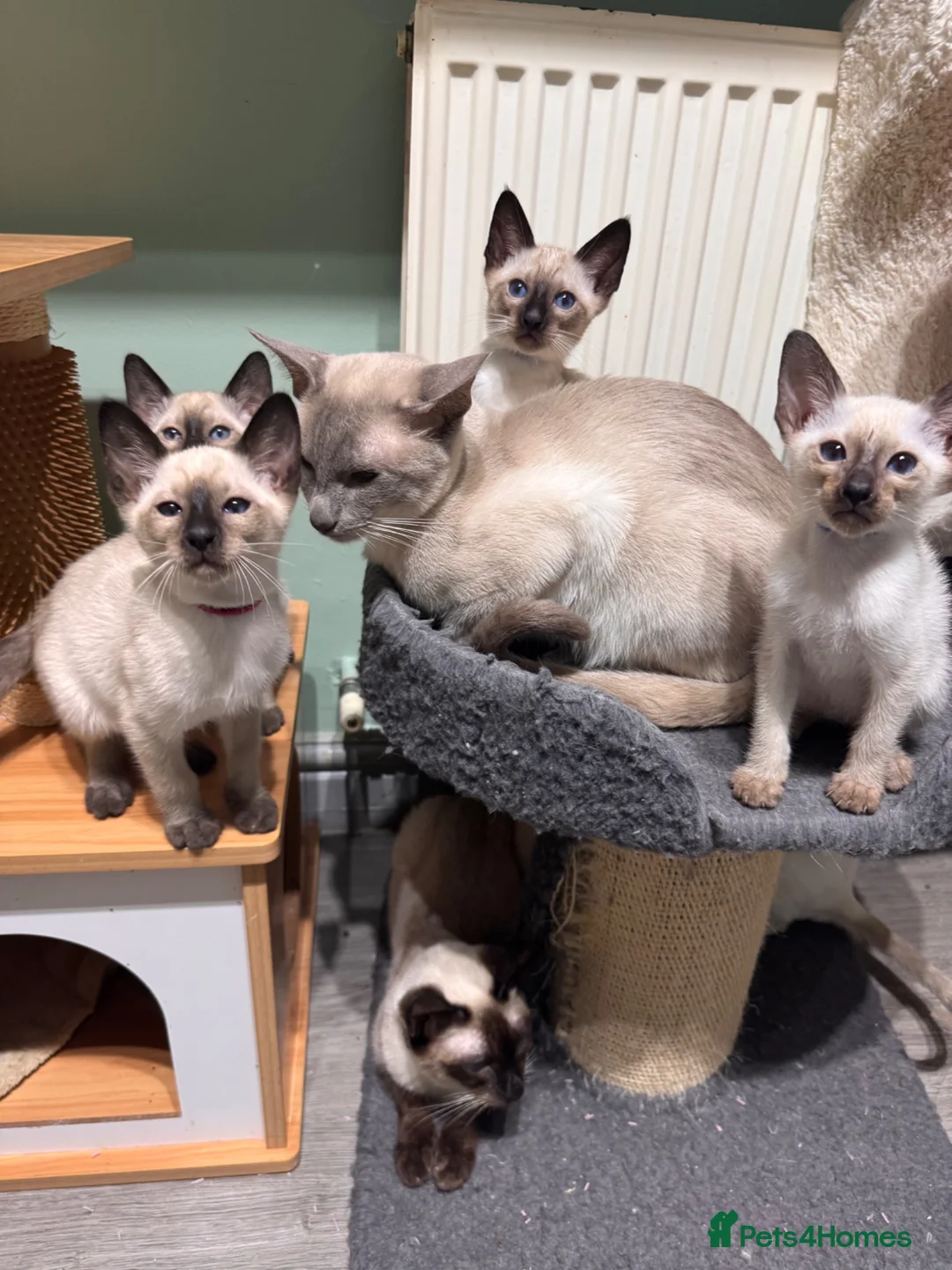 Siamese cats for sale: 6 affectionate traditional Siamese kittens ready - Advert 1
