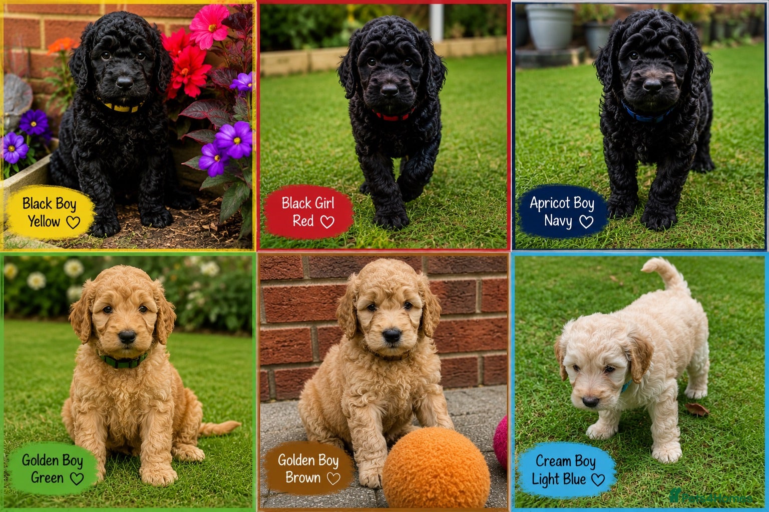 Cockapoo dogs Cockapoo F1B puppies - Advert 6