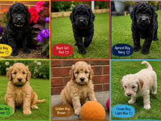 Cockapoo dogs Cockapoo F1B puppies - Advert 6
