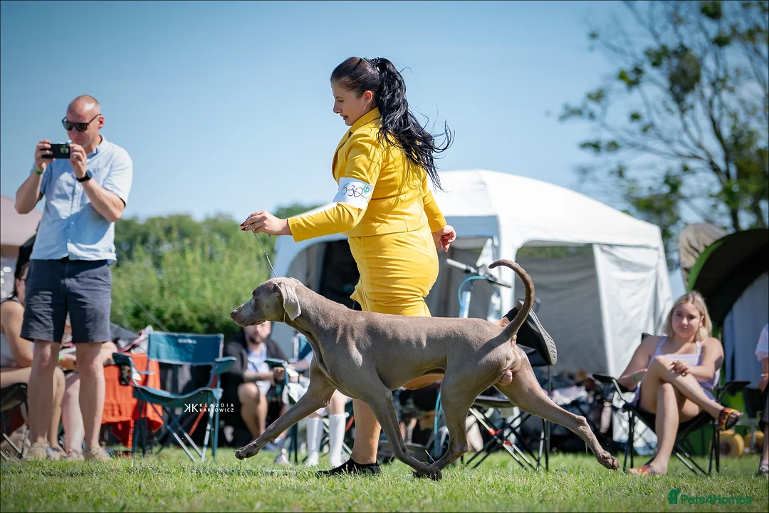 Weimaraner dogs for stud: Braveheart Duma Kazana PROVEN STUD DOG   in Edinburgh - Advert 10