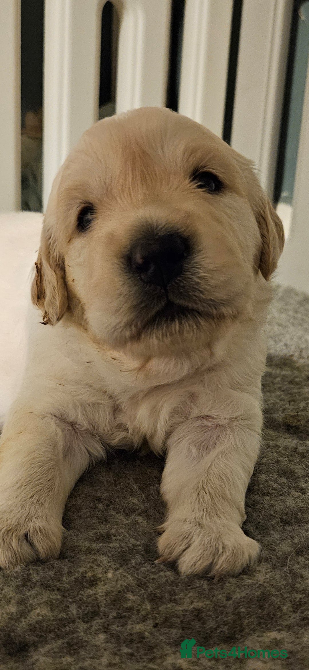 Golden Retriever dogs for sale: Beautiful chunky cream/golden retrievers  - Image 2