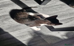 Mixed Breed cats for sale: 3 kittens left looking for there forever homes - Image 6