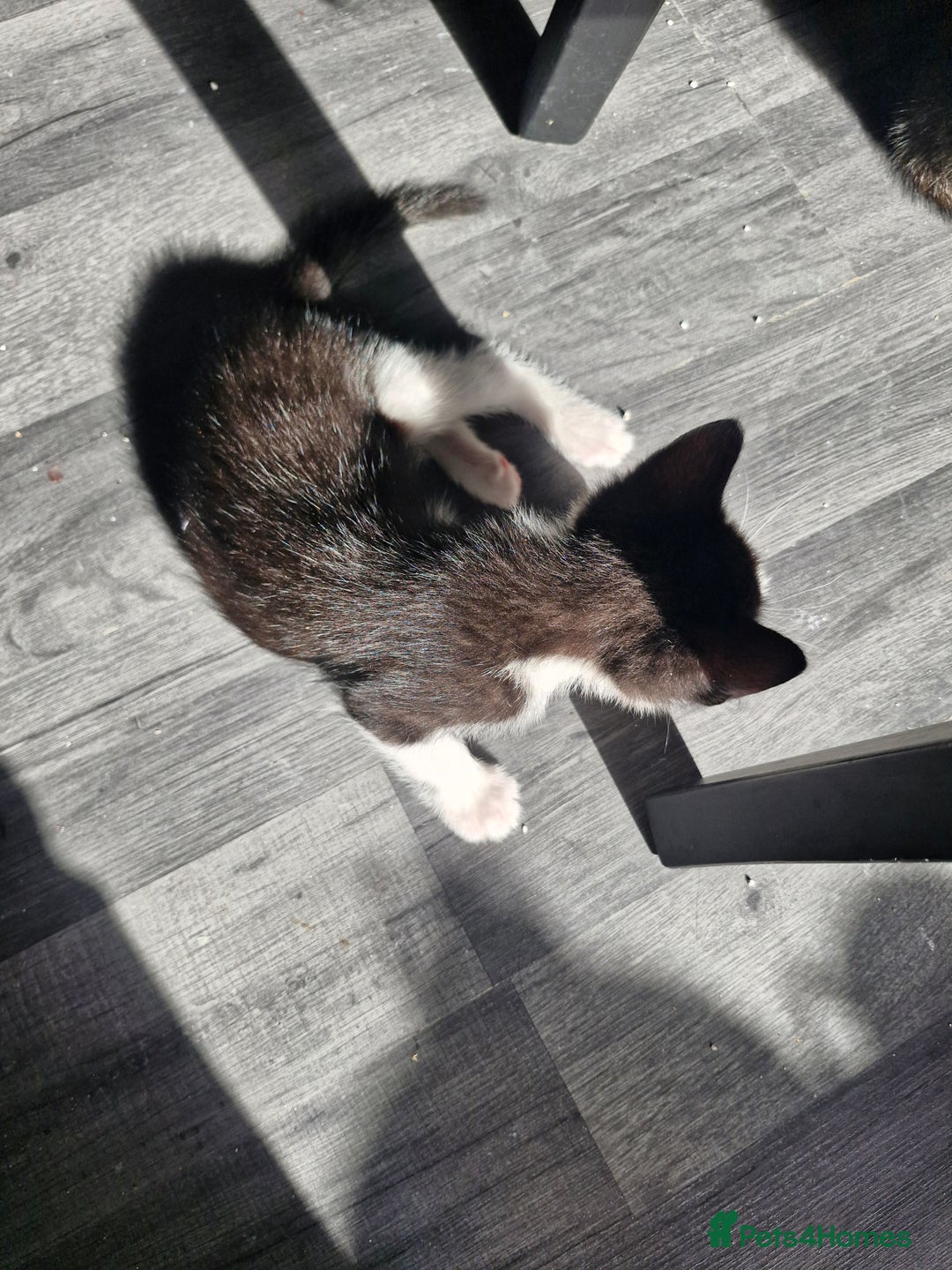 Mixed Breed cats for sale: 3 kittens left looking for there forever homes - Image 6