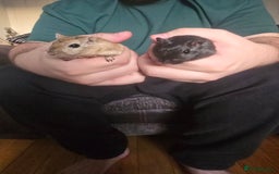 Gerbil rodents for sale: 2 Gerbil males for sale - Ed & Stormz - Image 3