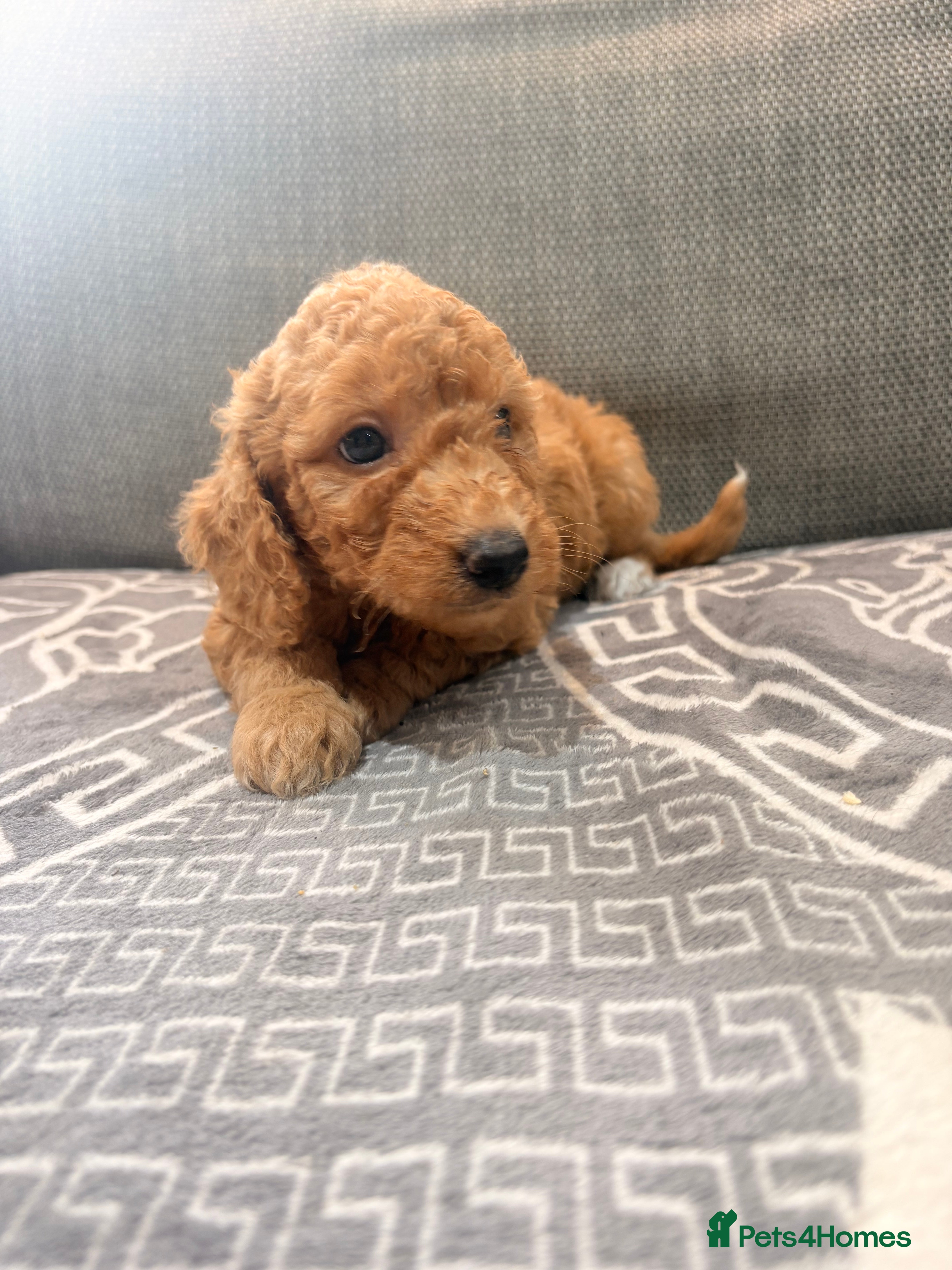 Mini Goldendoodle dogs Rare very Mini Mini Goldendoodles Deep Red - Advert 4