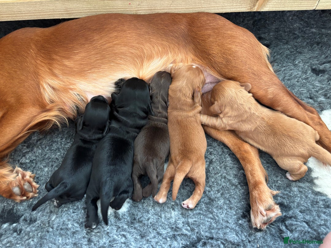 Cocker Spaniel dogs for sale: KC reg Cocker Spaniel puppies  - Image 1