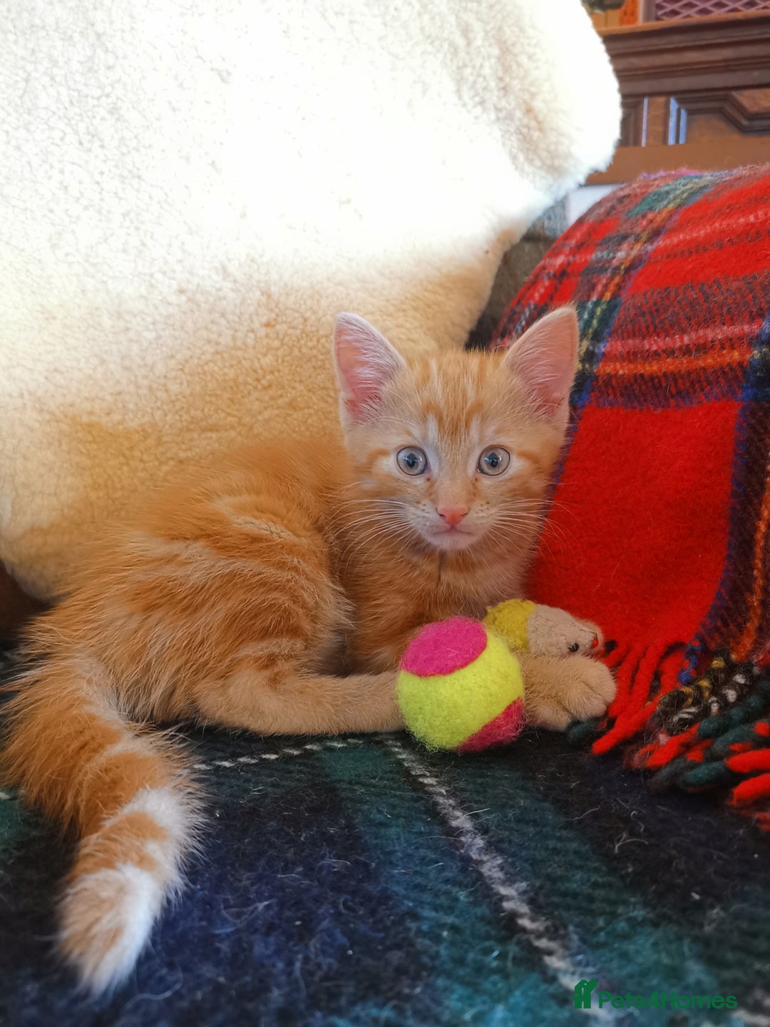 Mixed Breed cats for sale: Ginger heaven - Image 2