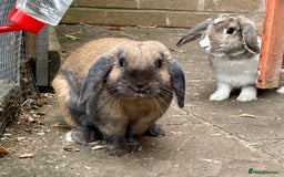 Mini Lop rabbits for sale: Mini Lop Buck - Image 7