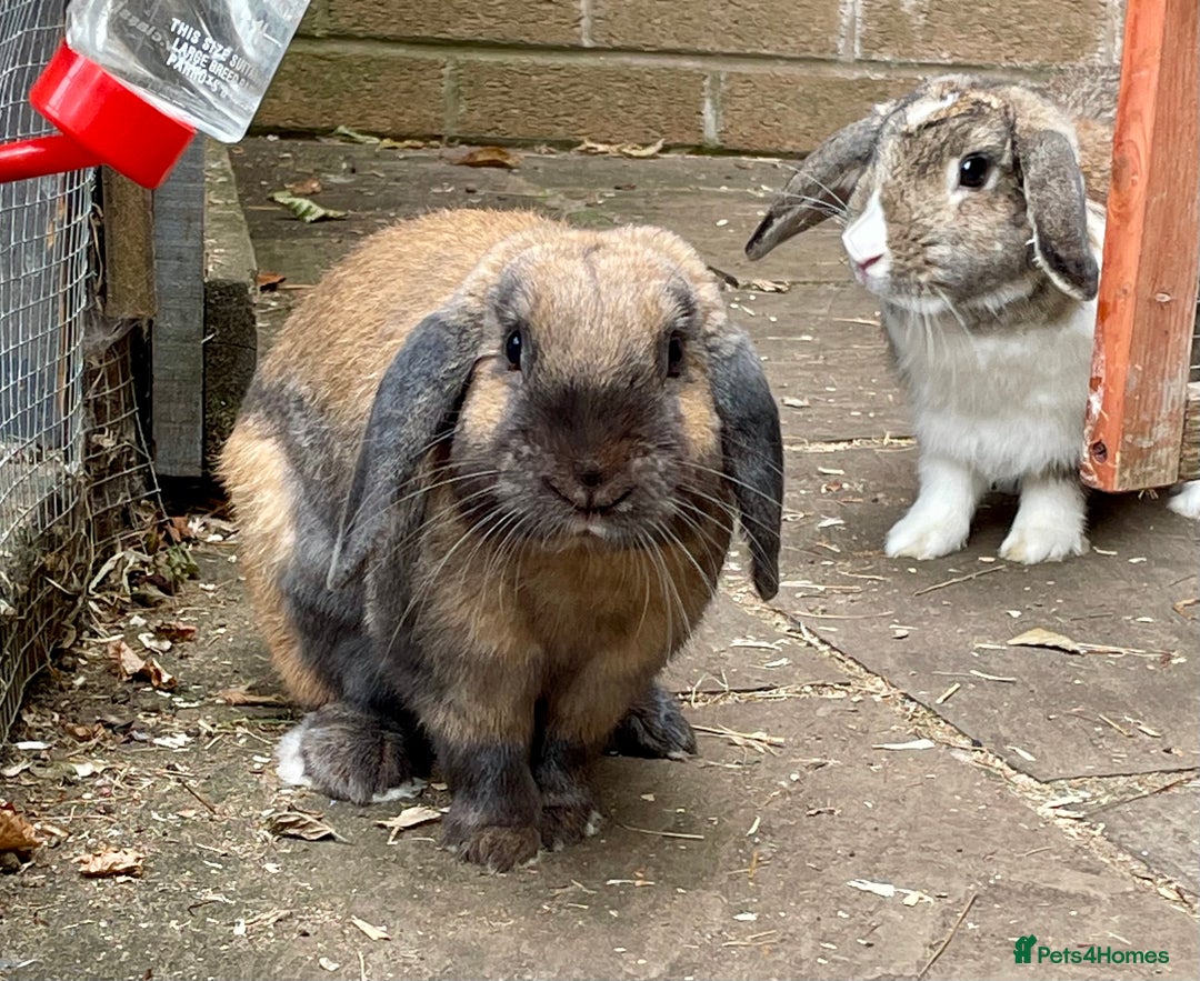 Mini Lop rabbits for sale: Mini Lop Buck - Image 7