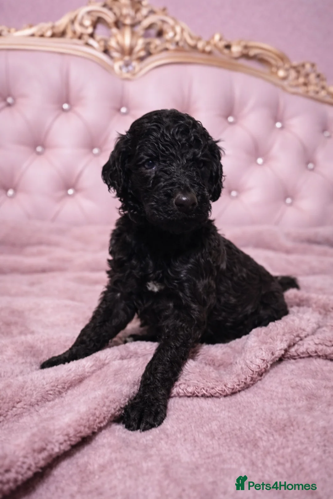 Standard Poodle dogs for sale: READY IN 6 DAYS Standard Poodle Puppies - Advert 6