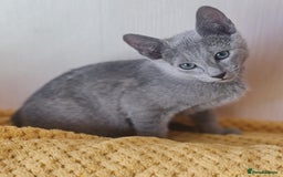 Russian Blue cats for sale: Stunning Pedigree Russian Blue kittens  in Coventry - Image 1