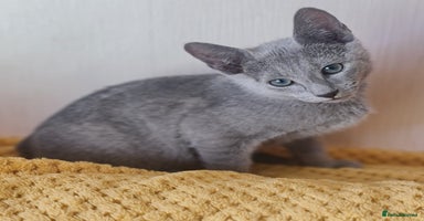Russian Blue cats in Coventry - Advert 1