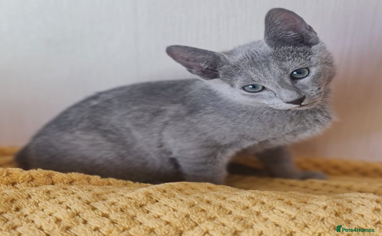 Russian Blue cats in Coventry - Advert 11