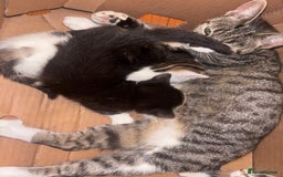 Mixed Breed cats for sale:  Gorgeous Kittens Looking for Their Forever Homes  - Image 3