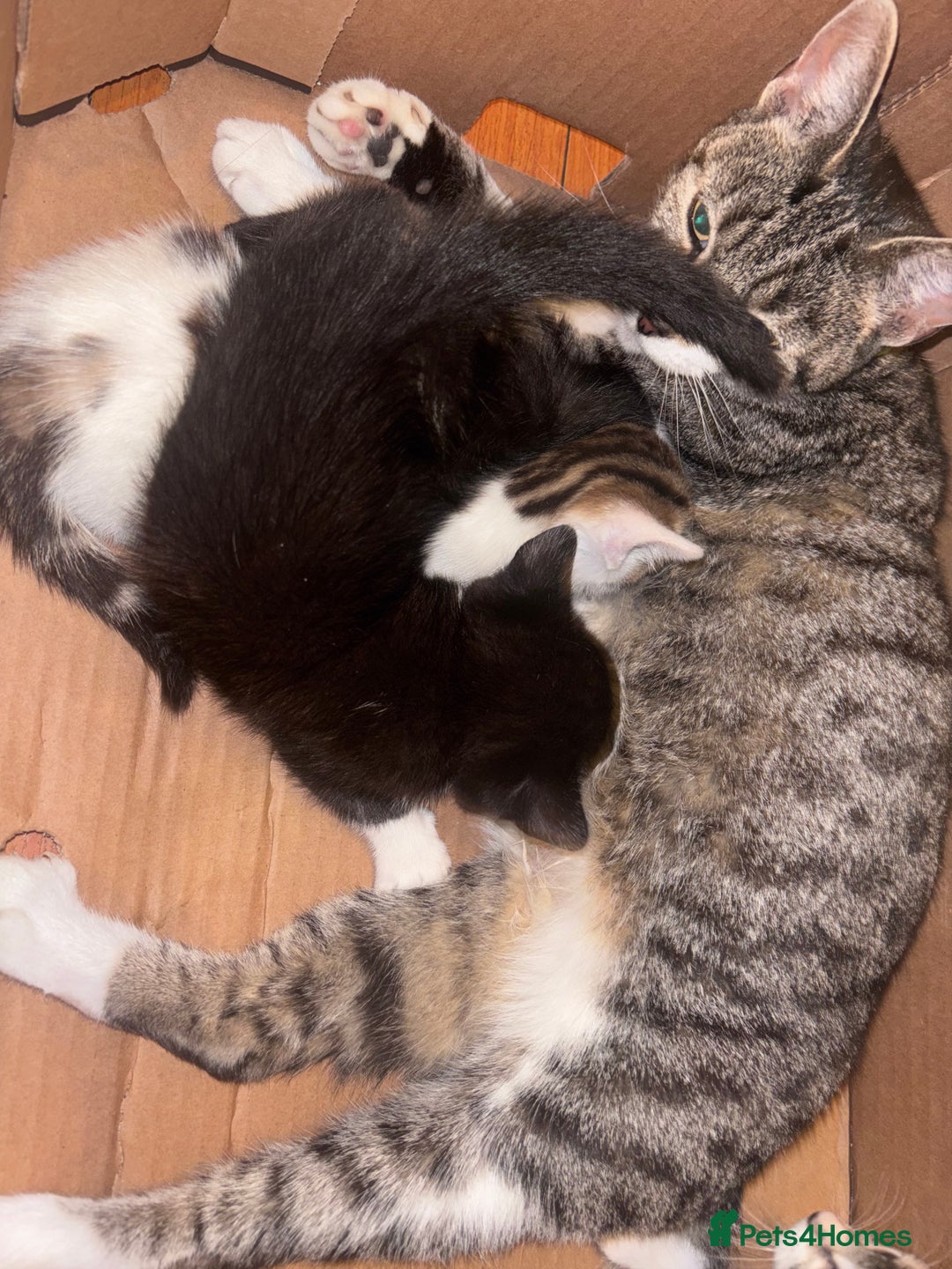 Mixed Breed cats for sale:  Gorgeous Kittens Looking for Their Forever Homes  - Image 3