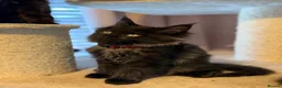 Maine Coon cats for sale: Tica registered black smoked male Maine coon - Advert 30