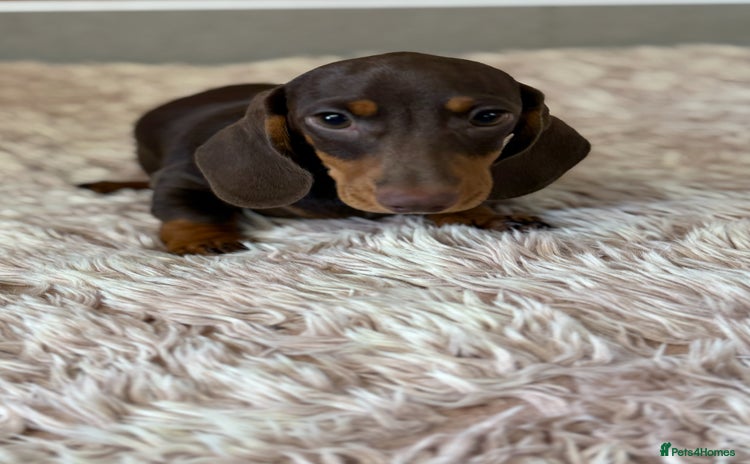 Miniature Dachshund dogs - Advert 12