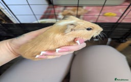 Guinea Pig rodents for sale: Baby guinea pigs  - Advert 10