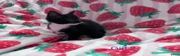 Mixed Breed cats for sale: 5 Kittens Ready to Go! - Advert 4