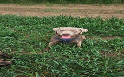 Labrador Retriever dogs for sale: 2 year old silver labrador - Image 1