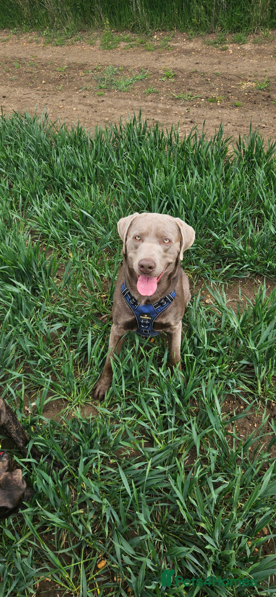 Labrador Retriever dogs for sale: 2 year old silver labrador - Image 1