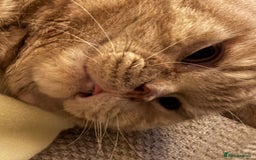 British Shorthair cats for sale: Our wonderful boy, Ferguson for sale  - Advert 5