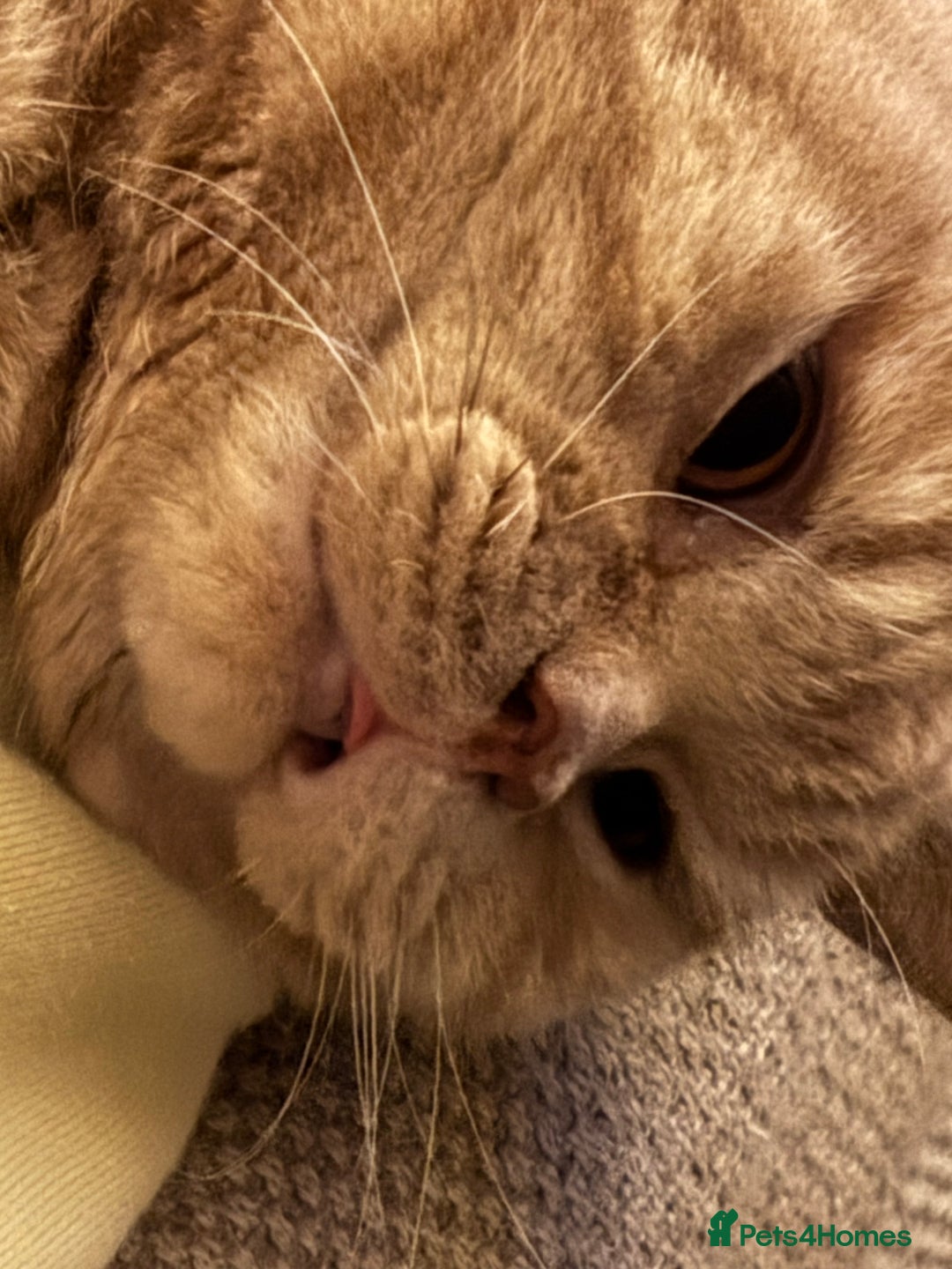 British Shorthair cats for sale: Our wonderful boy, Ferguson for sale  - Advert 5