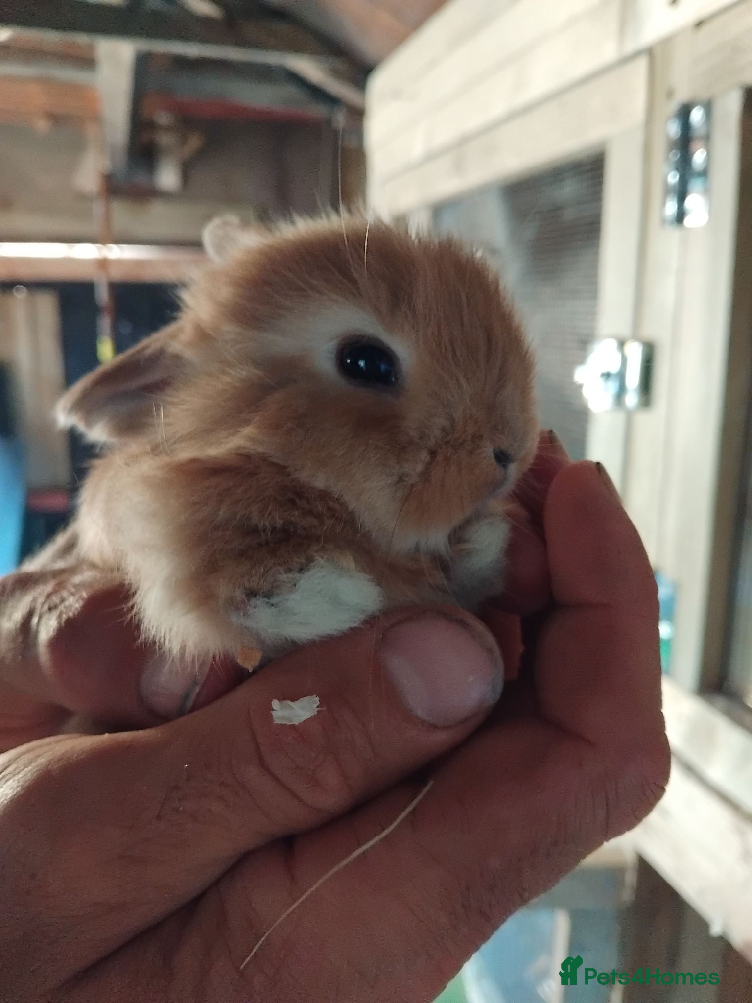 Mini Lop rabbits Baby lops - Advert 15