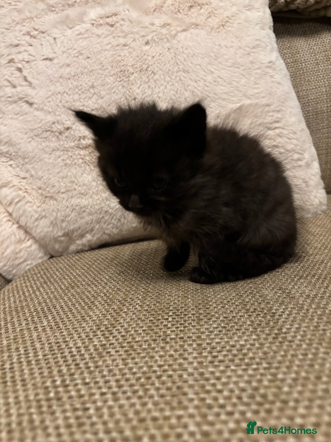 British Shorthair cats for sale: 4 kittens for sales  - Advert 2