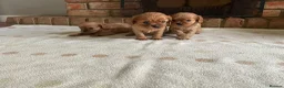 Cavalier King Charles Spaniel dogs for sale: Ruby Cavalier King Charles Spaniel Puppy’s  - Advert 2