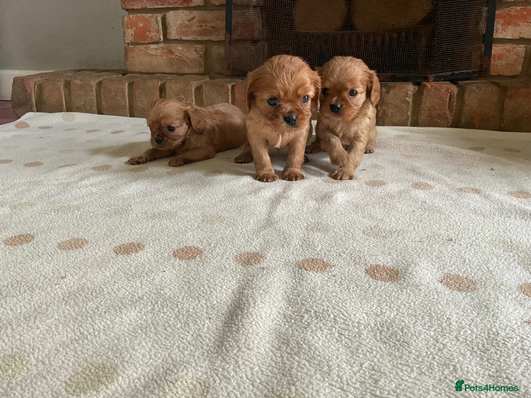 Cavalier King Charles Spaniel dogs for sale: Ruby Cavalier King Charles Spaniel Puppy’s  - Advert 2