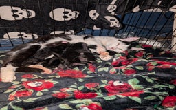Mixed Breed cats for sale: 3 playful black kittens  - Image 5