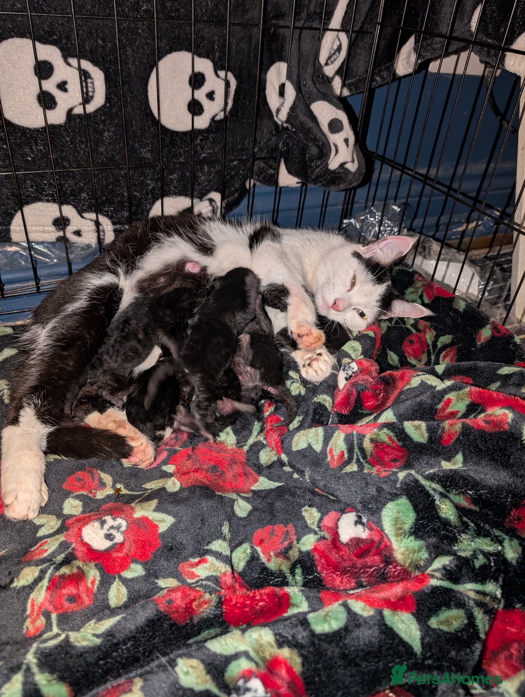 Mixed Breed cats for sale: 3 playful black kittens  - Image 5