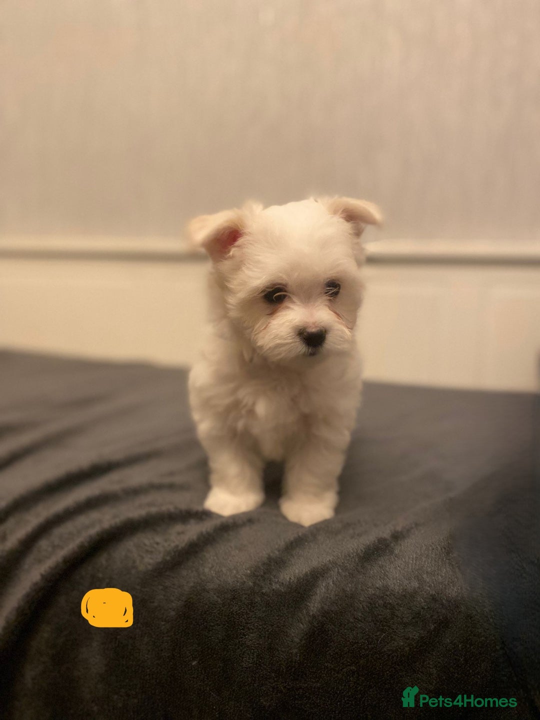 Maltese dogs for sale: Adorable Maltese Puppies Ready for Love. - Advert 16