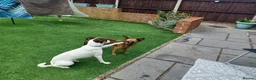 Mixed Breed dogs for adoption: Rainey 🩷 in Bournemouth - Advert 6