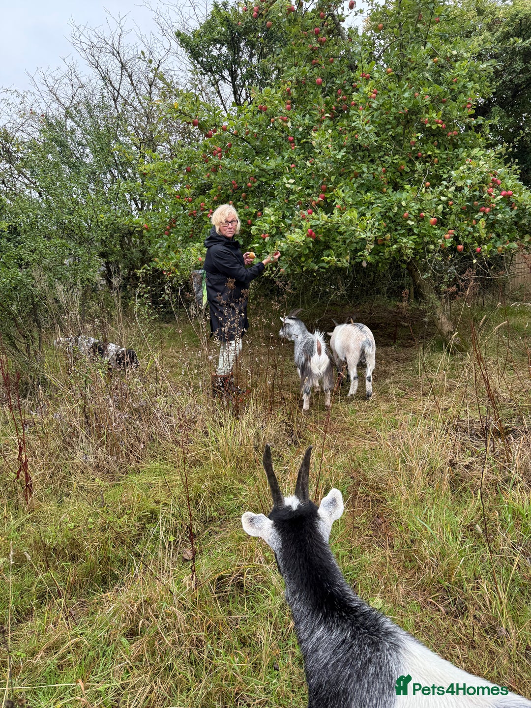 Goats livestock for sale: 3 brother hand reared Pygmy goats, neutered  - Image 4