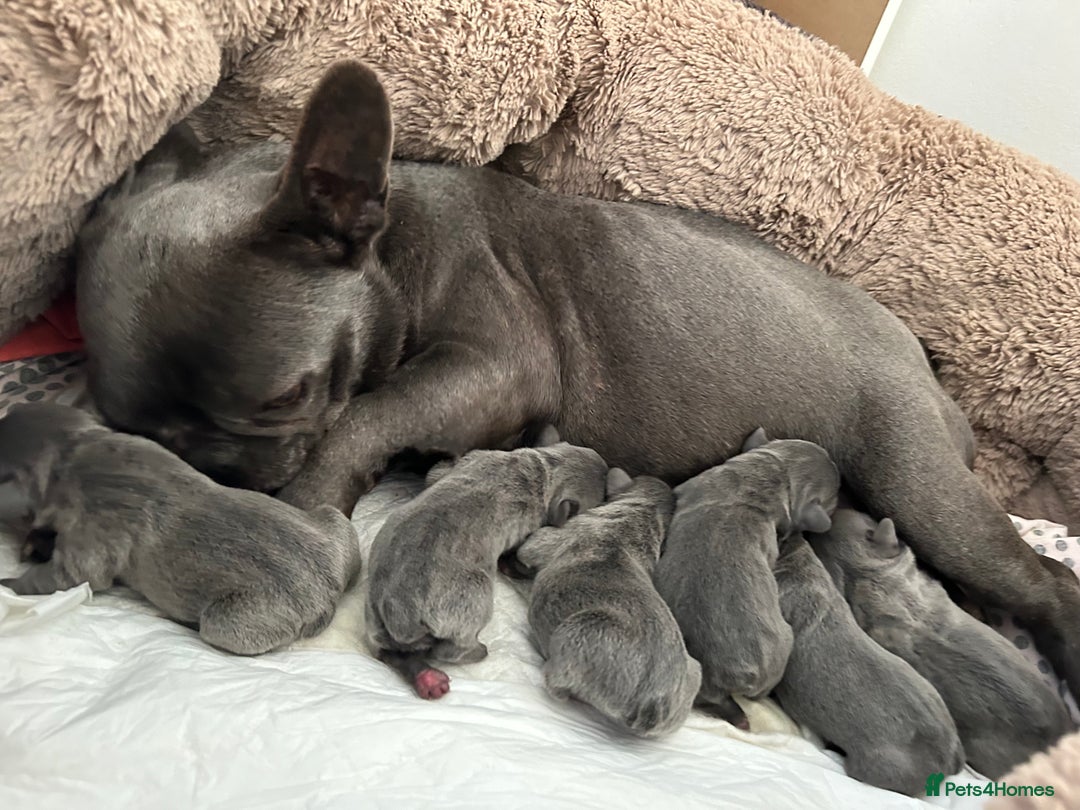 French Bulldog dogs for sale: Solid Blue French Bulldog  - Image 39