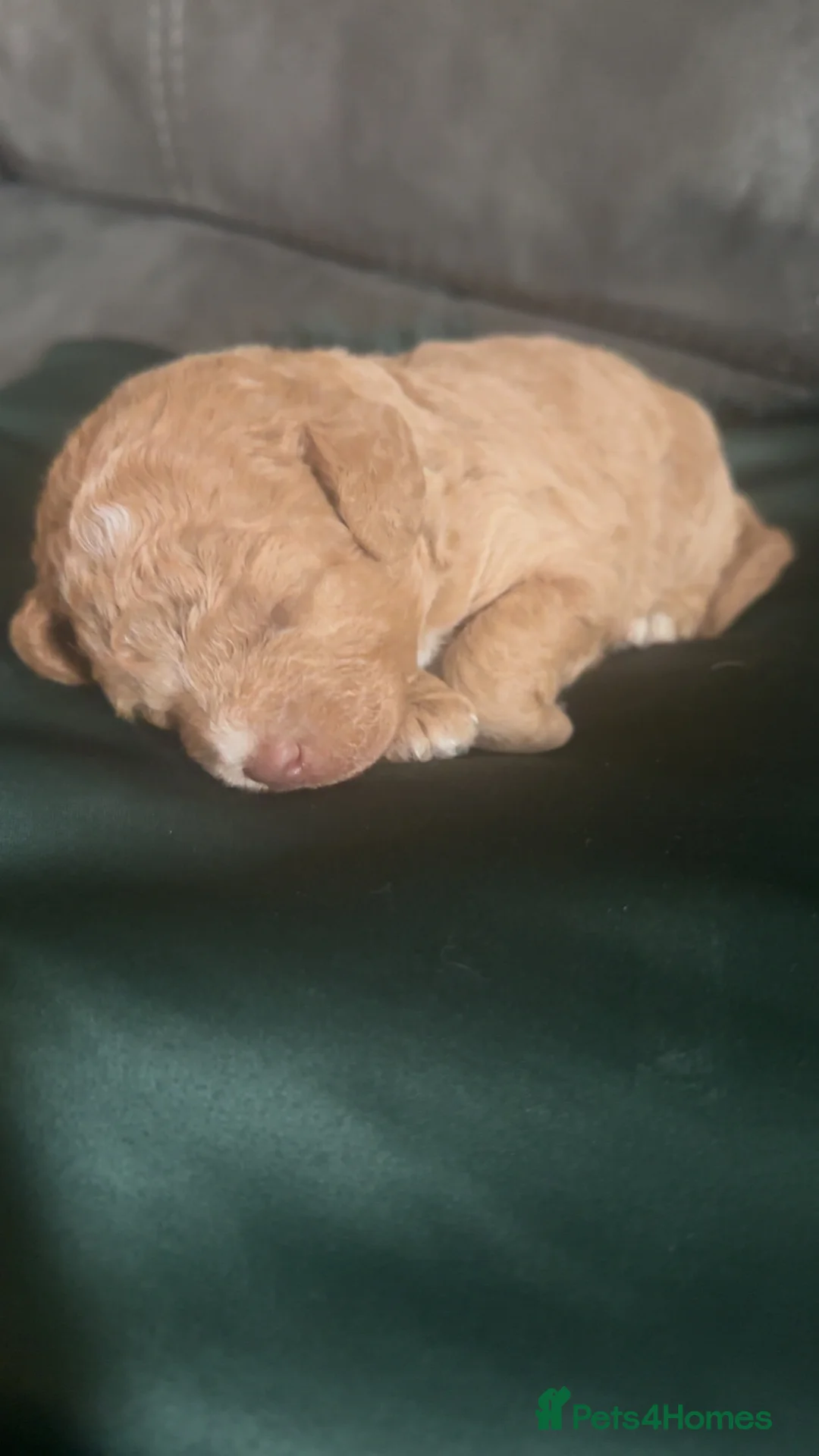 Labradoodle dogs for sale: 🐣Outstanding F1B Labradoodles 🐣 in Nottingham - Advert 8